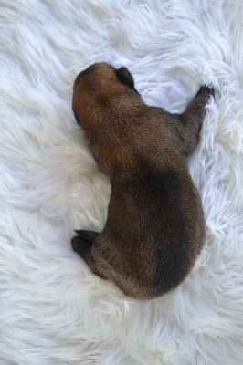 CHIOT 5