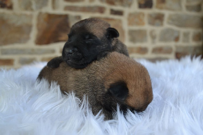 CHIOT 8