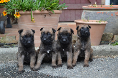 CHIOT 3