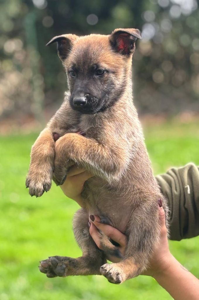Des Gardiens Enchainés - Chiots disponibles - Berger Belge