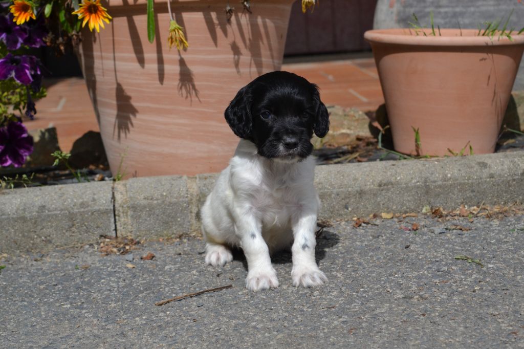 Des Gardiens Enchainés - Chiots disponibles - English Springer Spaniel