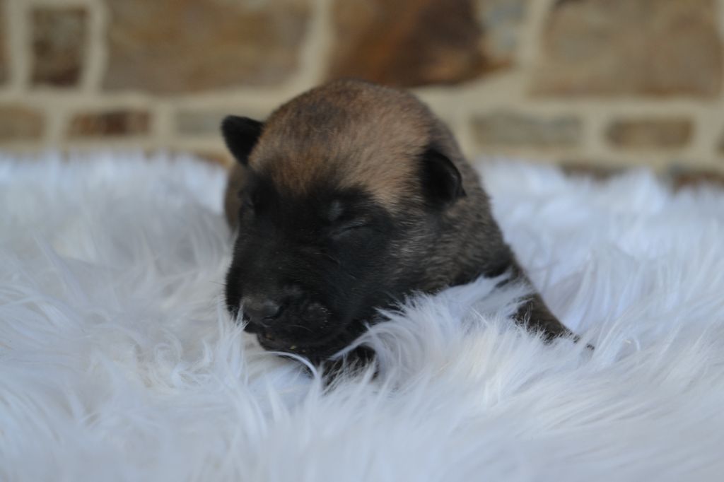 Des Gardiens Enchainés - Chiots disponibles - Berger Belge
