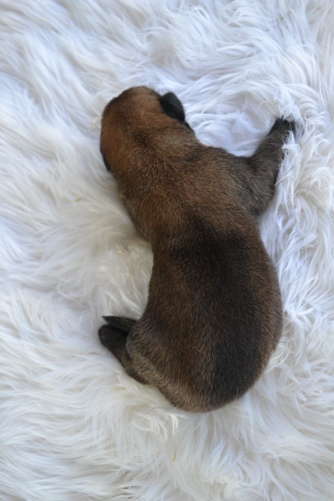 Des Gardiens Enchainés - Chiots disponibles - Berger Belge