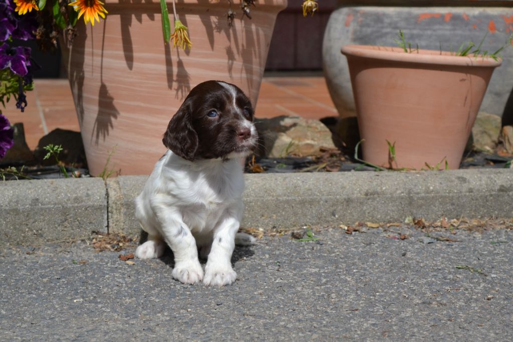 Des Gardiens Enchainés - Chiots disponibles - English Springer Spaniel