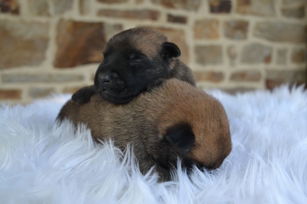 Des Gardiens Enchainés - Chiots disponibles - Berger Belge