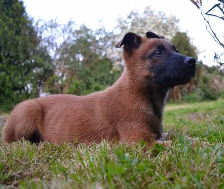 Des Gardiens Enchainés - Chiots disponibles - Berger Belge
