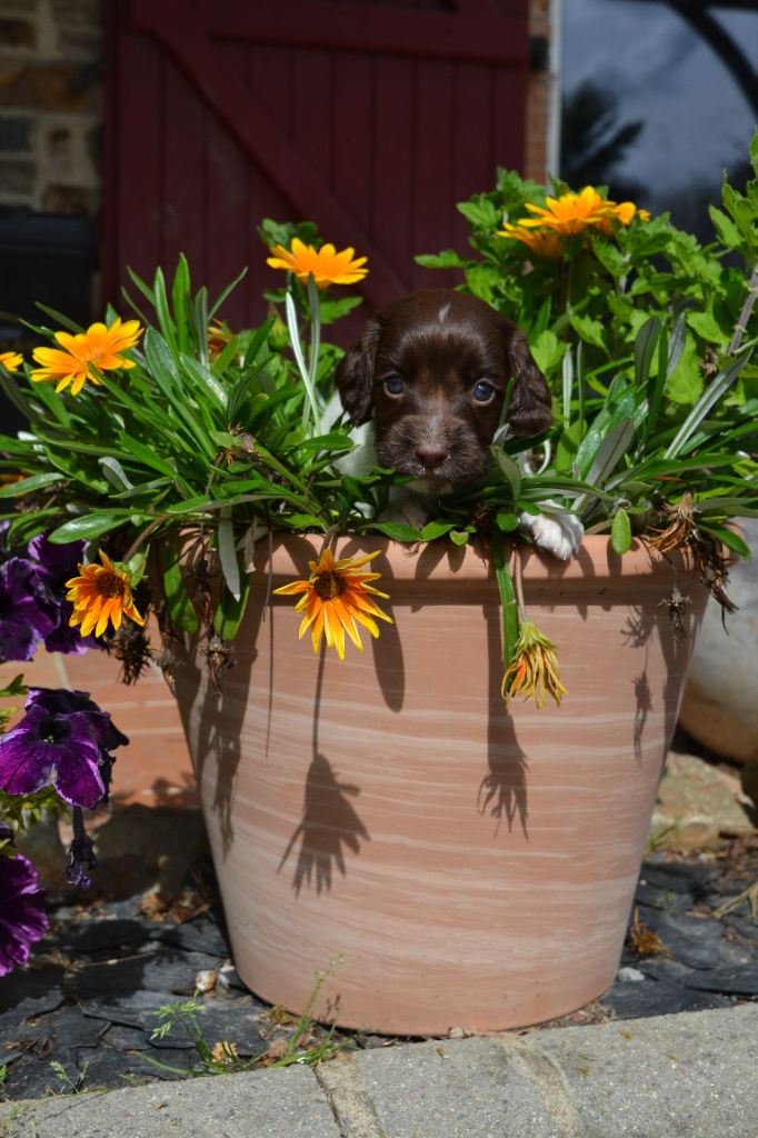 Des Gardiens Enchainés - Chiots disponibles - English Springer Spaniel