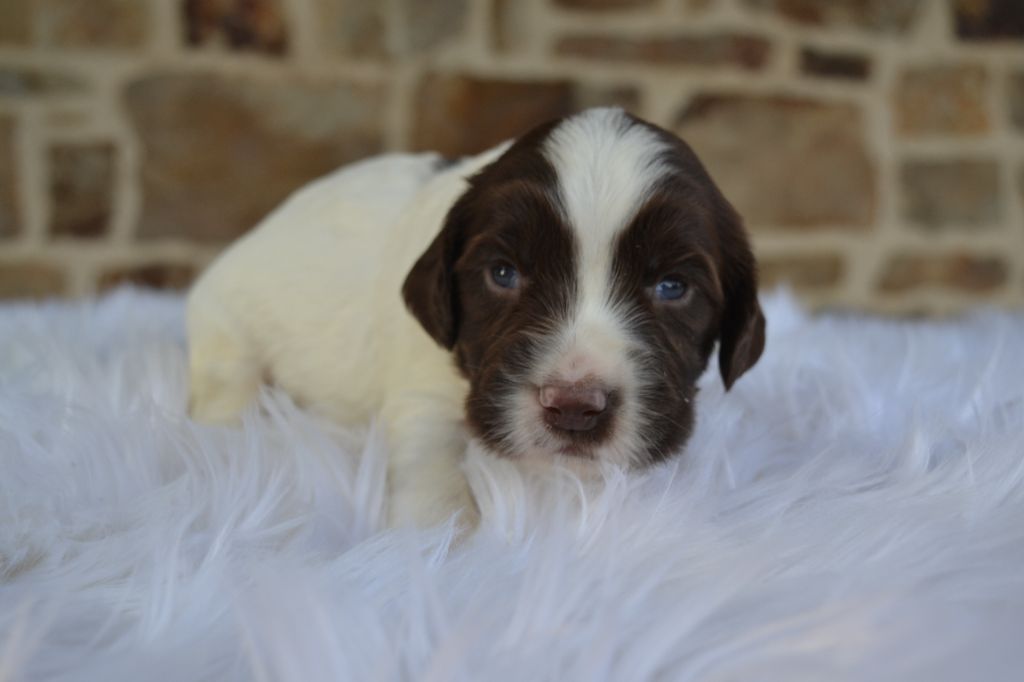 Des Gardiens Enchainés - Chiots disponibles - English Springer Spaniel