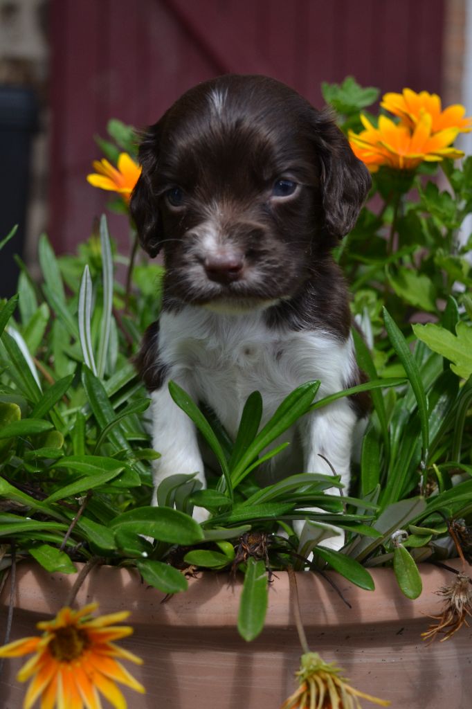 Des Gardiens Enchainés - Chiots disponibles - English Springer Spaniel